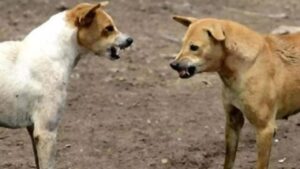 Rabies: तमिलनाडु में रेबीज से चार साल के बच्चे की मौत, डॉक्टर ने बताया बचाव के तरीके