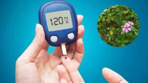 Sadabahar Use In Diabetes: डायबिटीज के लिए एक मजबूत इलाज, जानें उपयोग और लाभ